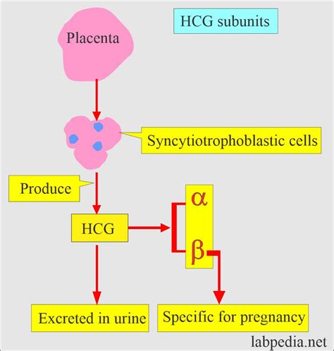 Human hCG